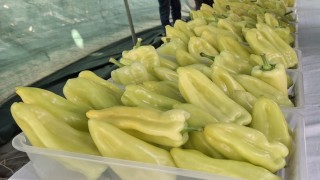 En iyi Kale Biberi yetiştiricileri ödüllendirildi