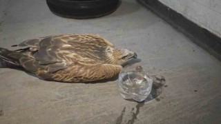 Erciyeste yaralı şahin kurtarıldı