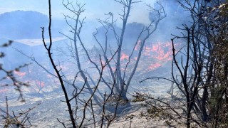 Erdekte çıkan orman yangını kontrol altına alındı