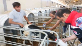 Erzincan il genelinde tüm hayvanlar şap hastalığına karşı aşılanıyor