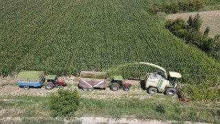 Erzincan Ovasında silajlık mısır hasadı başladı! Son yıllarda çiftçilerin gözdesi oldu