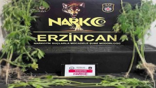 Erzincanda 15 kök kenevir bitkisi ele geçirildi