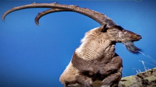 Erzincanda av turizmi kapsamında 11 yaban keçisi kotası