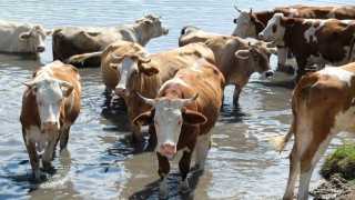 Erzincanda bu kez mandalar değil, inekler serinledi