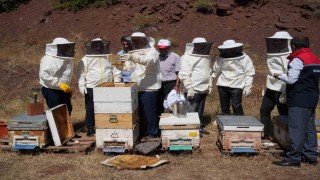 Erzincanda Geven Balı hasadı yapıldı