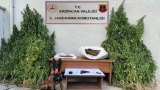 Erzincanda jandarmadan kenevir operasyonu