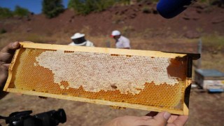 Erzincanda kayıtlı arıcılık işletme sayısı bin 92