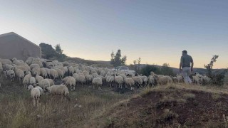 Erzincanda koyun sürüsü ayı ve kurtların saldırısına uğradı