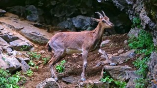 Erzincanda yaban keçileri havadan görüntülendi