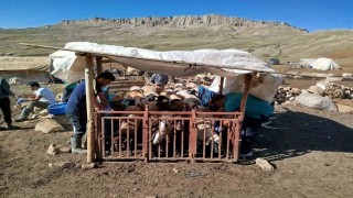 Erzincanda yayladaki hayvanlara şap aşısı vuruldu