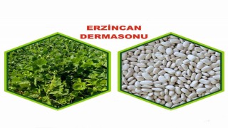 Erzincanda yetiştirilen fasulye tescillendi