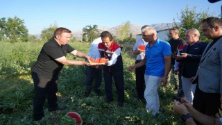 Erzincanın bereketli topraklarında üretilen karpuzun hasadı başladı