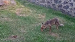 Erzurumda kadınlar yanlarına gelen tilkiye kadayıf dolması yedirdi