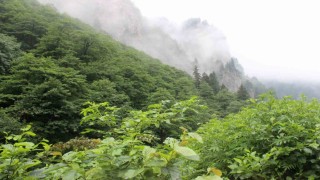 Eşini öldürdükten sonra ormanlık alana kaçan cinayeti zanlısını arama çalışmaları sürüyor