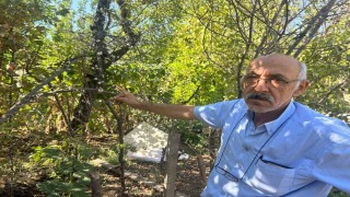 Eskişehirde erik ağacı ağustosun sonunda çiçek açtı