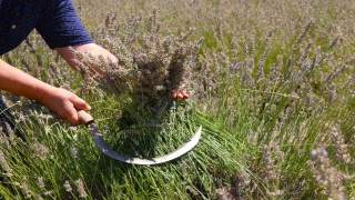 Eskişehirde ilginç lavanta hasadı