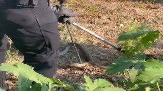 Evin bahçesinde korkutan yılanı itfaiye yakaladı