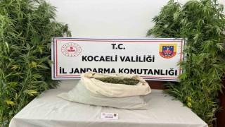 Evini uyuşturucu serasına çevirdi