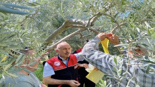 Feromon tuzaklarla zeytin sineğiyle mücadele başladı