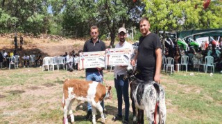 Festivalde en güzel kuzu ve buzağı seçildi