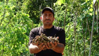 Fındığının çalındığını sandı, kamerada domuz çıktı