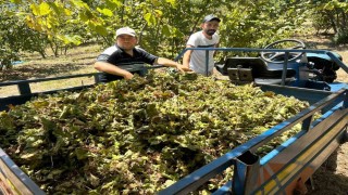 Fındık hasadı başladı, tırpan ücretleri rekor kırdı