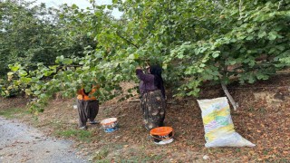 Fındık üreticileri hasat yapmaya başladı