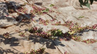 Fıstığın anavatanı Gaziantepte hasat başladı