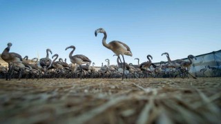 Flamingolar Gediz Deltasına hayat veriyor