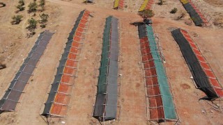 Gastronomi kentinde güneşe bırakılan kurutmalıklar eşsiz görüntüler oluşturuyor