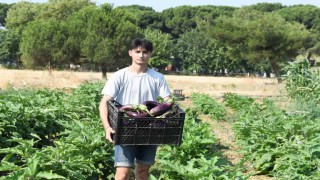 Gazi Tarımda hasat zamanı