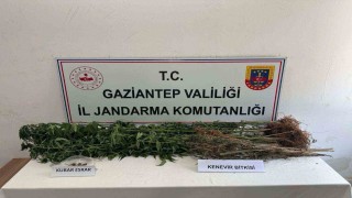 Gaziantepte 428 kök kenevir ele geçirildi: 5 şahıs tutuklandı