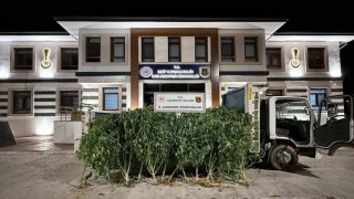 Gaziantepte 825 kök kenevir ele geçirildi: 2 şahıs tutuklandı