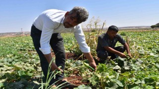 Gaziantepte domates, patlıcan ve biber hasadı başladı
