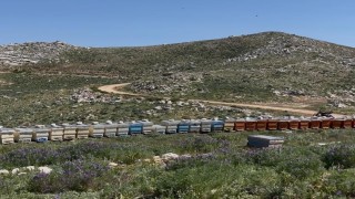 Gazipaşada 36 arı kovanı çalındı