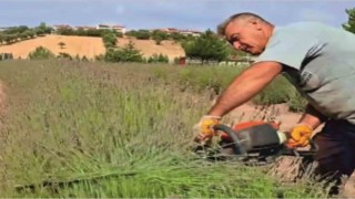 Gedizde lavanta hasadı başladı