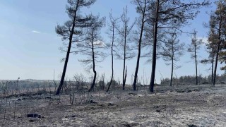 Geliboluda çıkan orman yangını tamamen kontrol altına alındı