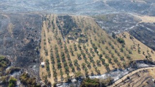 Geliboluda yaşayan çiftçi zeytinliğinin altını sürdüğü için yangından etkilenmedi