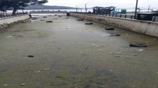 Gemlik körfezi çöplüğe döndü