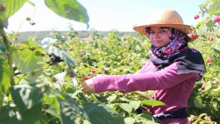 Genç girişimci tarımda kendi işinin patronu oldu