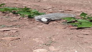 Gercüşte nesli tükenmekte olan porsuk görüntülendi