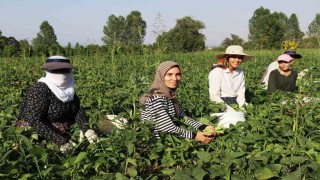 Gevaş fasulyesi girişimci kadınların eliyle değerleniyor