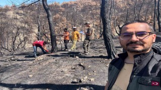 Geyvenin yanan ormanları yeniden yeşeriyor