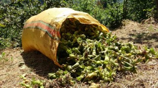 Giresunda fındık hasadı başladı