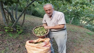 Giresunlu fındık üreticisinin umudu serbest piyasa