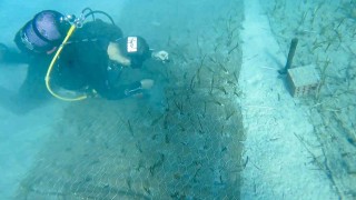 Göcekte 2 bin yaşında deniz çayırı keşfedildi