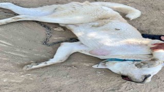 Göğsünde tümör bulunan köpek ameliyat edildi