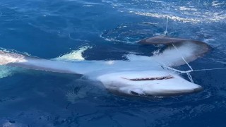 Gökçeada açıklarında kılıç balığı avı sırasında oltaya sapan köpek balığı takıldı