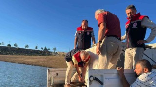 Gökçedere Göletine 150 bin sazan yavrusu bırakıldı