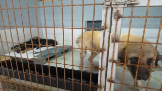 Gölcük Belediyesinden sosyal medyadaki hayvan barınağı iddialarına yalanlama